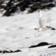 Pernice Bianca in volo - © Ruggero Casse