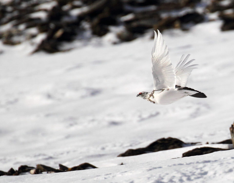 Pernice Bianca in volo - © Ruggero Casse