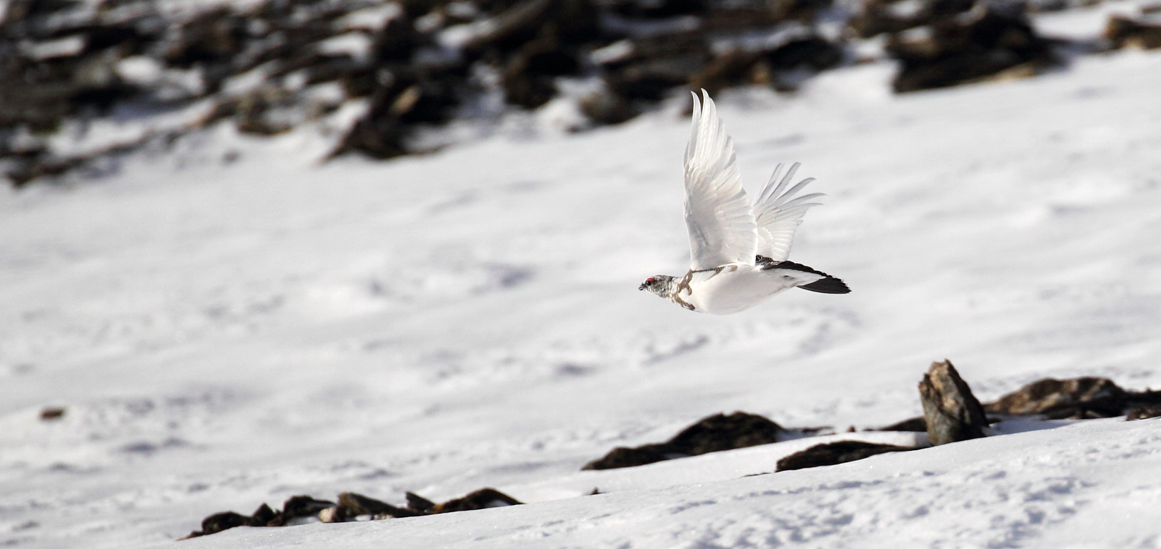 Pernice Bianca in volo - © Ruggero Casse