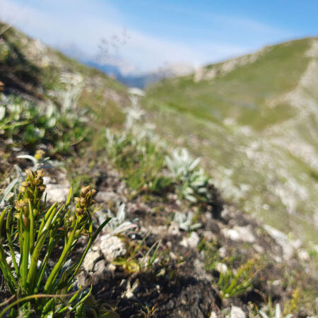 Ruggero Casse - Storie - Chamorchis alpina