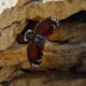 RuggeroCasse-Tichodroma - PicchioMuraiolo